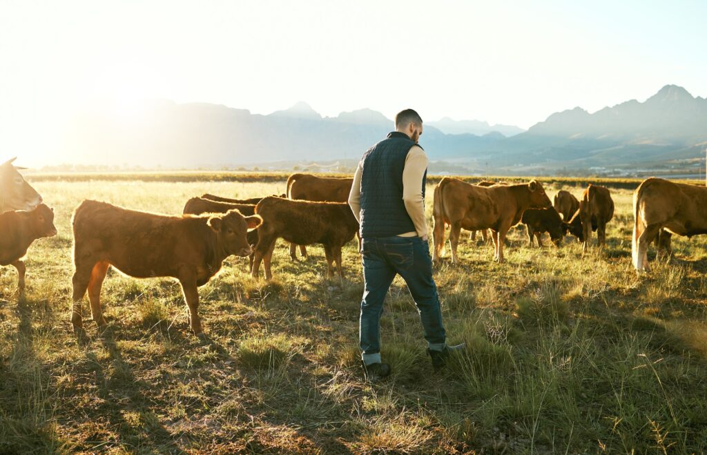 Farm, agriculture and farmer man with cattle eating grass on field outdoors. Agro, sustainability o